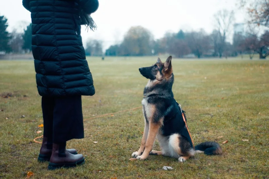 Perro adulto trabajando obediencia con su educador en un parque