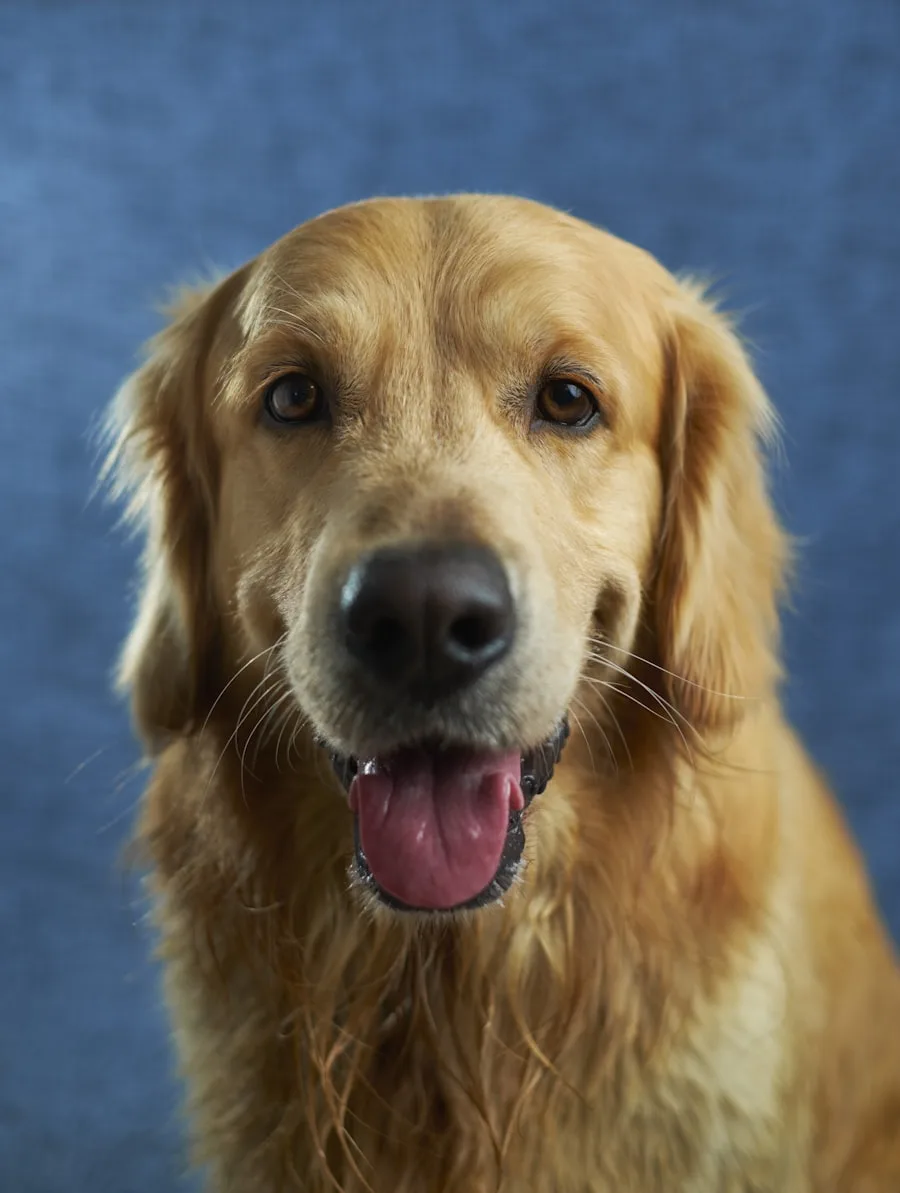 Perro atento durante una sesión de educación canina