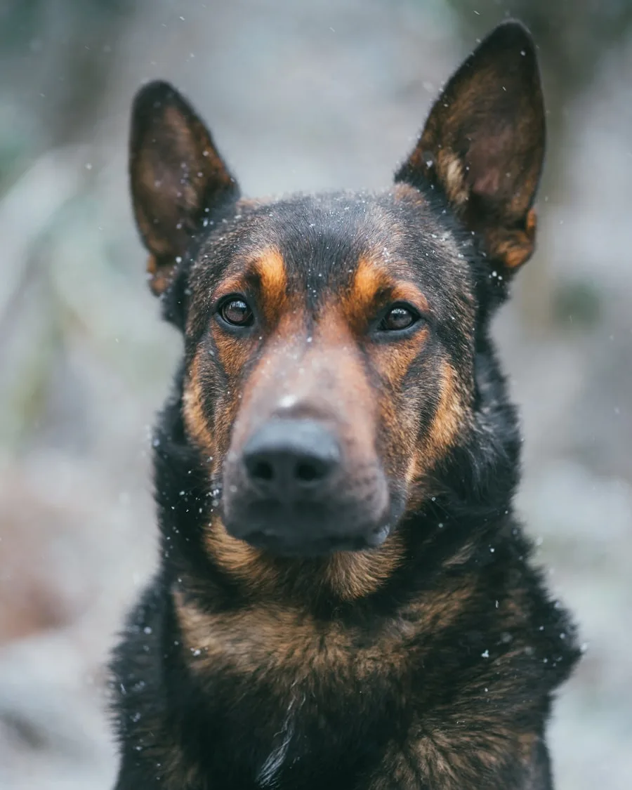 Perro tumbado tranquilo en casa tras trabajar la tolerancia a la soledad